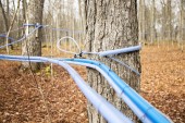 Blue mainline 1 inch lynched, blue main 1 in metal wire, mainline blue tubing, main tubing maple syrup production
