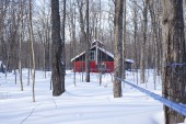 Maple Grove landscape with red sugar shack, tubing 3/16 and mains